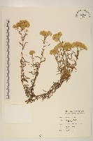 藏品(鼠麴草)的圖片