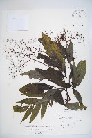 藏品(冇骨消)的圖片