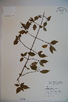 藏品(呂宋莢迷)的圖片