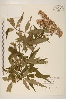 藏品(臺灣澤蘭)的圖片