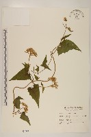 藏品(蔓澤蘭)的圖片