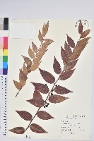 藏品(白珠樹)的圖片