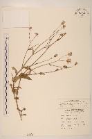 藏品(紫背草)的圖片