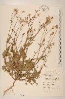 藏品(紫背草)的圖片