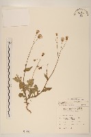 藏品(紫背草)的圖片