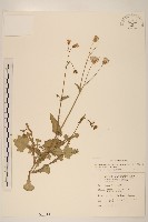 藏品(紫背草)的圖片