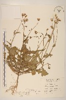 藏品(紫背草)的圖片