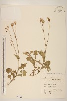 藏品(紫背草)的圖片