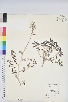 藏品(乳仔草)的圖片