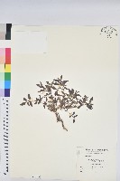 藏品(乳仔草)的圖片