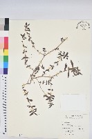 藏品(乳仔草)的圖片