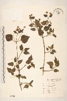 藏品(雙花蟛蜞菊)的圖片