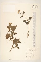 藏品(雙花蟛蜞菊)的圖片