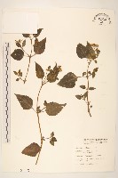 藏品(雙花蟛蜞菊)的圖片