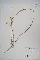 藏品(紫莖牛膝、台灣牛膝)的圖片