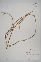 藏品(紫莖牛膝、台灣牛膝)的圖片