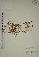 藏品(酢漿草)的圖片