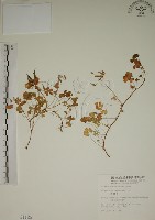 藏品(酢漿草)的圖片