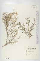 藏品(獨行菜)的圖片