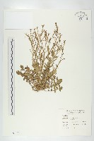 藏品(獨行菜)的圖片