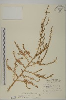 藏品(裸花鹼蓬)的圖片