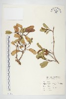 藏品(馬鞍藤)的圖片