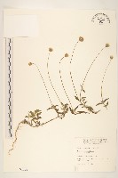 藏品(長柄菊)的圖片