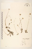 藏品(長柄菊)的圖片