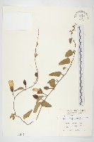 藏品(盒果藤)的圖片