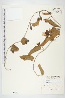 藏品(盒果藤)的圖片