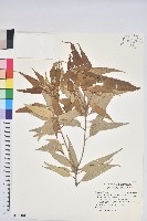 藏品(香苦草、狗母蘇、假走馬風)的圖片