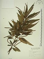 藏品(密花苧麻、木苧麻)的圖片