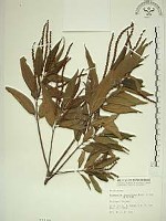 藏品(密花苧麻、木苧麻)的圖片