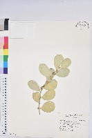 藏品(長穗木)的圖片