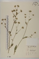 藏品(地膽草、毛蓮菜)的圖片