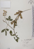 藏品(黃野百合)的圖片