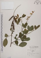 藏品(黃野百合)的圖片