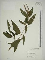 藏品(揚波、白埔姜、駁骨丹)的圖片