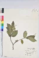 藏品(茅毛珍珠菜)的圖片