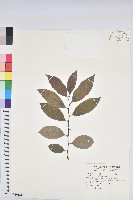 藏品(茅毛珍珠菜)的圖片