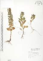 藏品(茅毛珍珠菜)的圖片