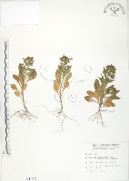 藏品(茅毛珍珠菜)的圖片