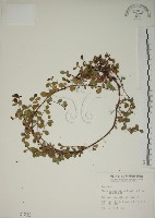 藏品(越橘葉蔓榕)的圖片