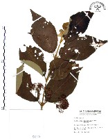 藏品(杜虹花，台灣紫珠)的圖片