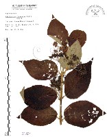 藏品(杜虹花，台灣紫珠)的圖片
