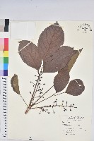 藏品(茄苳、重陽木)的圖片