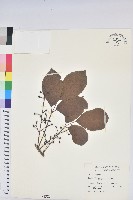 藏品(茄苳、重陽木)的圖片