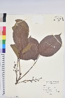 藏品(茄苳、重陽木)的圖片