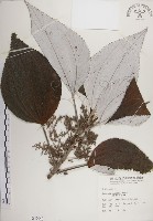 藏品(蘭嶼水絲麻)的圖片