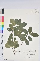 藏品(魯花樹)的圖片